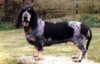 Basset Blue Gascoigne