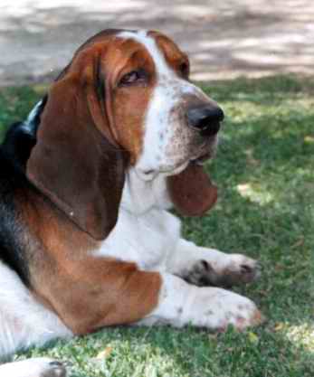 Bassethound