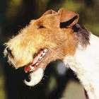 Terrier