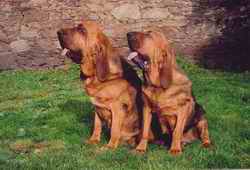 Cel mai bun limier din lume - Bloodhound
