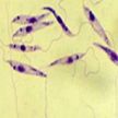Leishmania