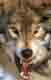 Avatar utilizator